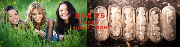 прущие грибы Абинск